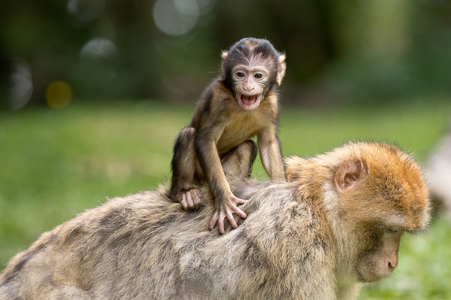Djurbild med två apor