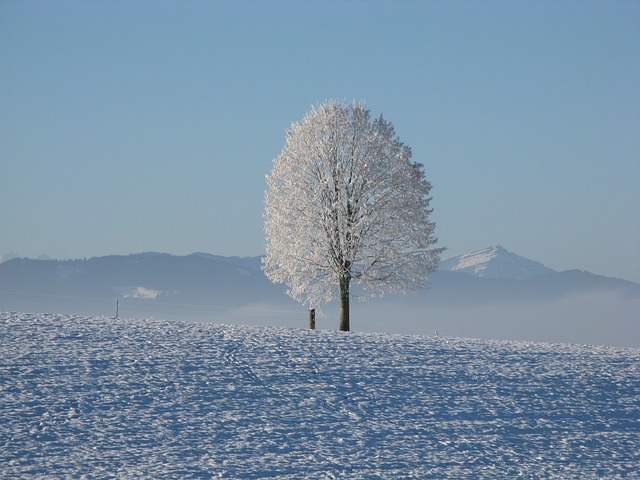 Vacker vinterbild med ett ståtligt träd en kan snöig vinterdag.