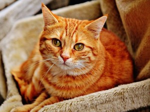 katt